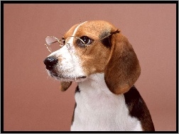 Okulary, Beagle