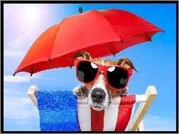 Okulary, Plaża, Pies, Parasol