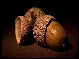 Dębu, Żołędzie, Owoce
