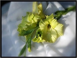 Żółta, Gladiola