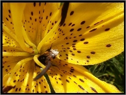 Pszczoła, Żółta, Lilia