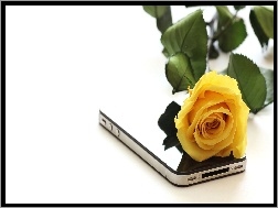 Telefon, Żółta, Róża