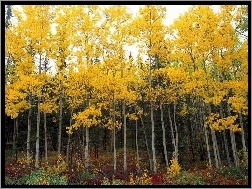 Drzew, Żółte, Liście