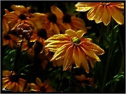 Fractalius, Żółte, Kwiaty
