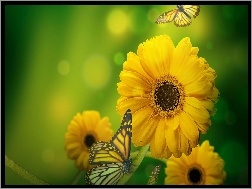 Motyle, Żółte, Gerbery