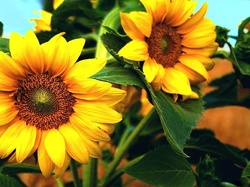 Słonecznik, Żółte, Kwiaty
