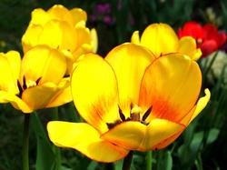 Tulipany, Żółte, Rozkwitnięte