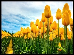 Uprawa, Żółte, Tulipany