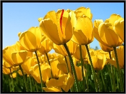 Uprawa, Żółte, Tulipany