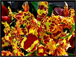 Orchidea, Żółto, Czerwona