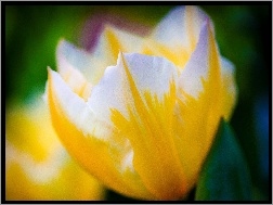 Tulipan, Żółto, Biały