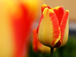 Tulipan, Żółto, Pomarańczowy