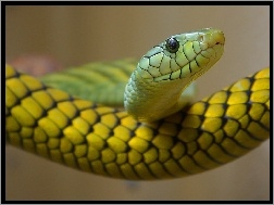 Żółty, Wąż