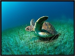 Żółw, Morze