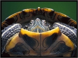 Żółw, Skorupa