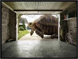 Garaż, Żółw, Gigant