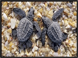 Żółwie, Muszelki