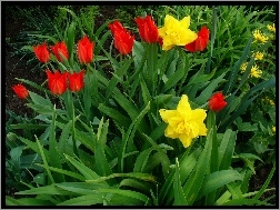 Ogród, Żonkile, Tulipany