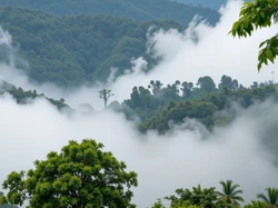 Opadająca, Drzewa, Mgła