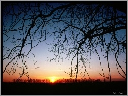 Opadające gałęzie, Zachód Słońca