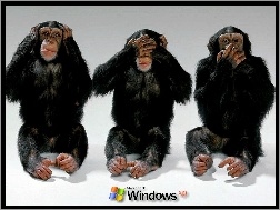 Operacyjny, Trzy, Szympansy, Windows, System, XP