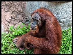 Zielań, Orangutan, Skała
