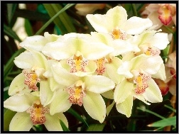 Orchid, Odmiana, Biała, Cymbidium