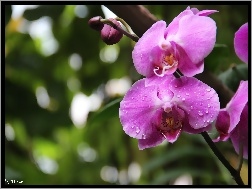 Fioletowy, Orchidea, Storczyk