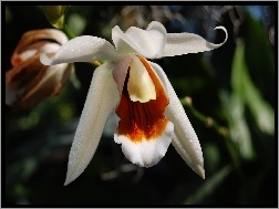 Liście, Orchidea, Biała