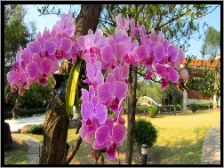 Orchidea, Ogród