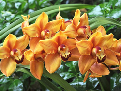 Orchidea, Kwiaty, Pomarańczowe, Storczyki