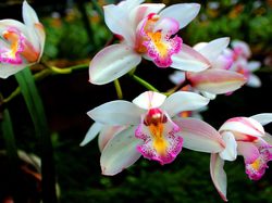 Orchidea, Kwiaty, Biało-różowe, Storczyki