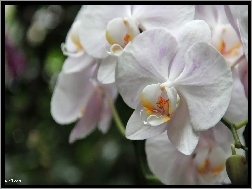 Storczyk, Orchidea, Biała