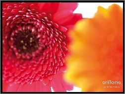 gerbery, Oriflame, kwiat