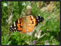 Rusałka Osetnik, Motyl