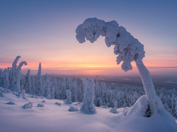 Gmina Posio, Zima, Las, Ośnieżone, Laponia, Finlandia Finlandia, Drzewa, Park Narodowy Riisitunturi, Wschód słońca
