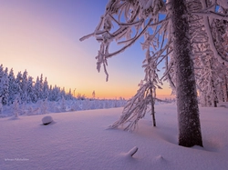 Drzewa, Zima, Las, Ośnieżone, Śnieg, Poranek