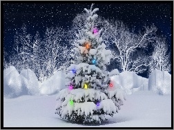 Świątecznie, Drzewa, Choinka, Oświetlona, Zima