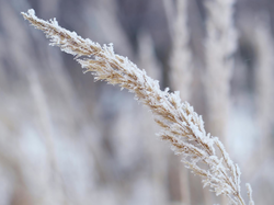 Oszronione, Trawa, Źdźbło