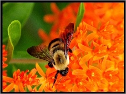 Kwiaty, Owad, Pszczoła