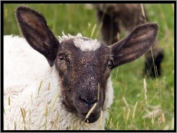Pastwisko, Owca, Czarnogłowa