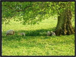 Drzewo, Owce, Łąka