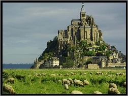 Francja, Owce, Łąka, Klasztor, Mount Saint Michel