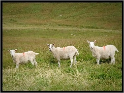 Owce, Łąka, Szkocja, Wypas