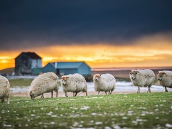 Trawa, Owce, Apenińskie