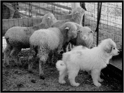 owce, Młody, Owczarek węgierski Kuvasz
