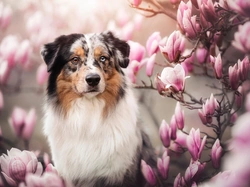 Pies, Owczarek australijski, Kwiaty, Magnolia