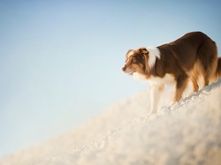 Pies, Owczarek australijski, Zima, Śnieg