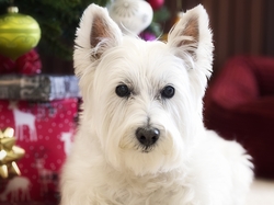 Świąteczne, Mordka, West highland white terrier, Pies, Ozdoby