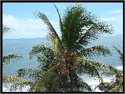 Morze, Palma, Kokosowa